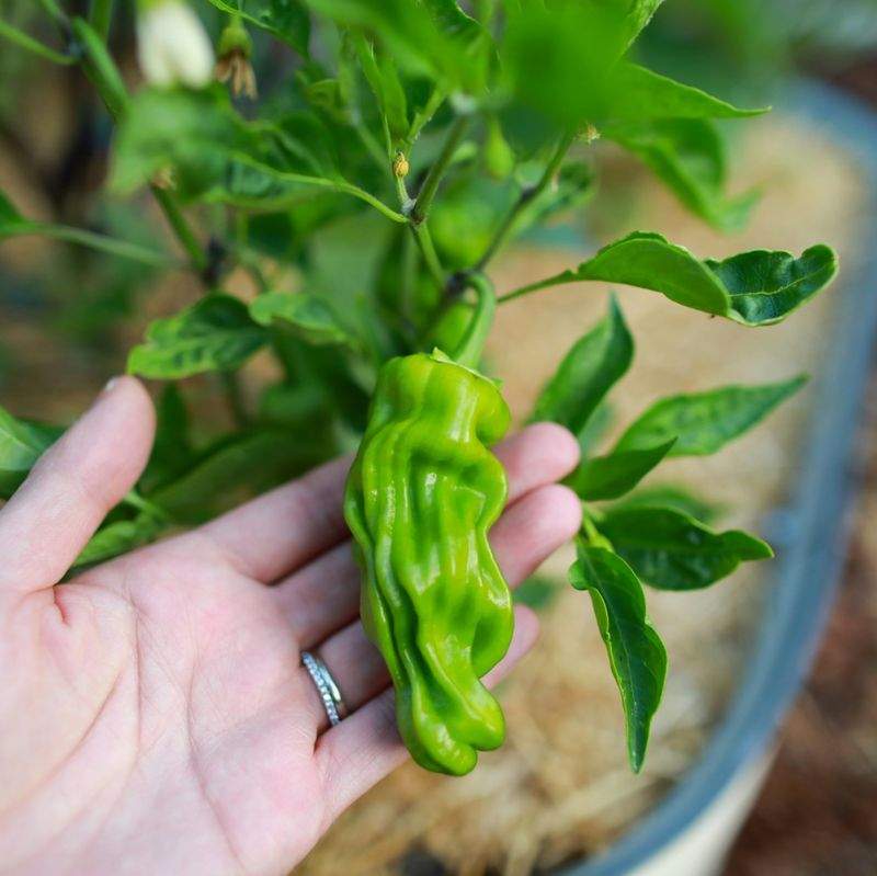 芝生の管理・メンテナンス